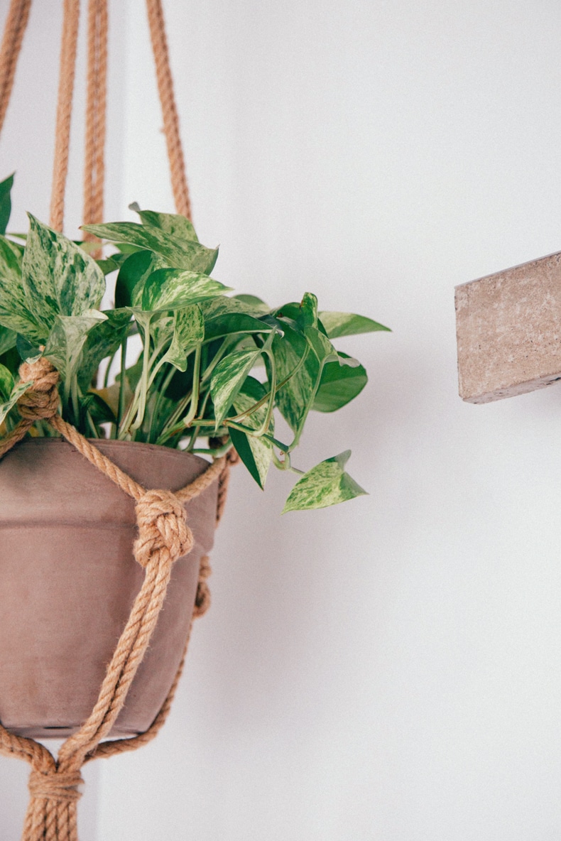 Find the right container to hang your plants from the ceiling without drilling