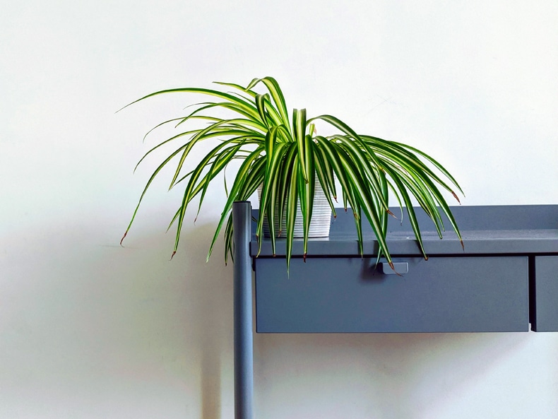 how often to water spider plant indoors