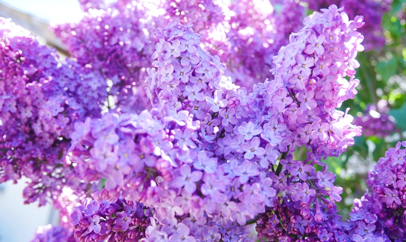 how to grow a lilac bush