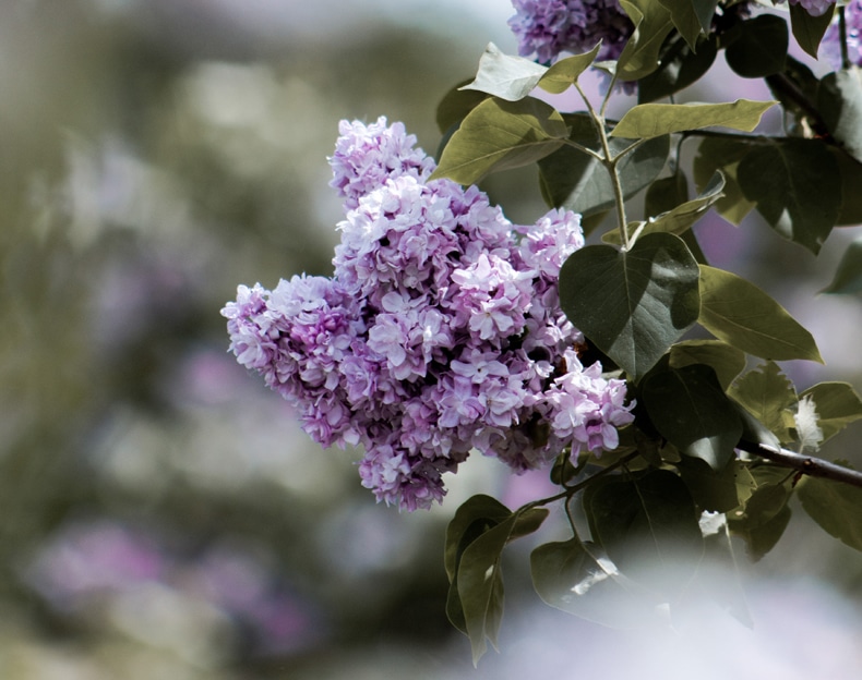 the common lilac 