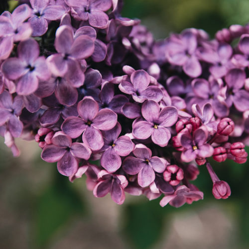 How to Grow a Lilac Bush? – Plant Care Tips & Guide