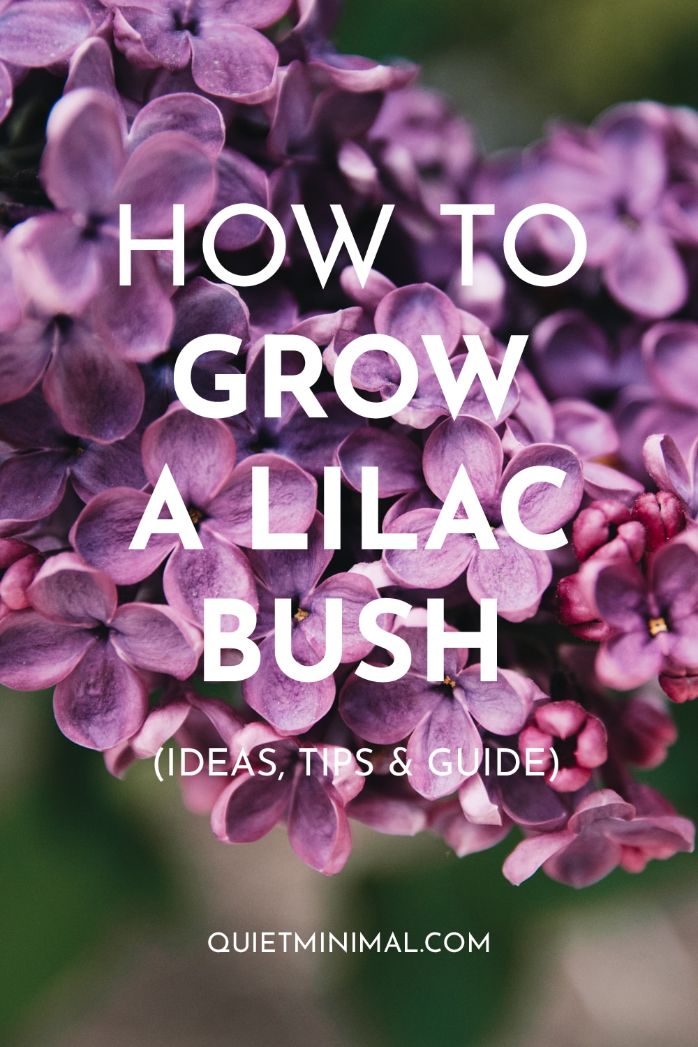 how to grow a lilac bushes
