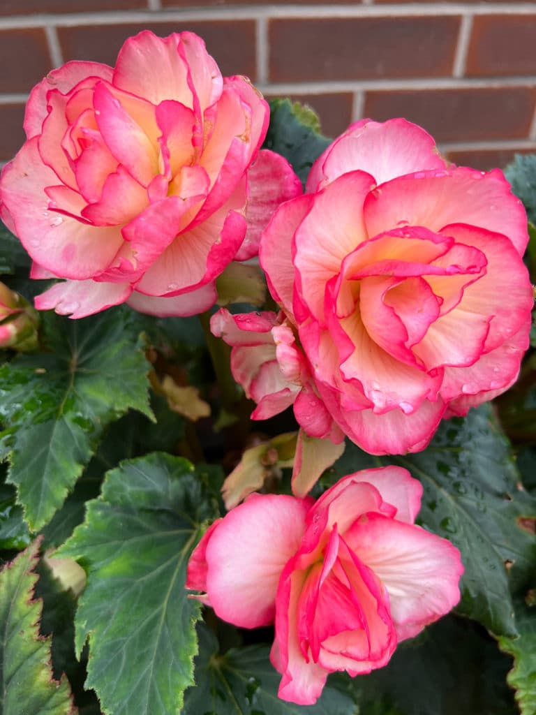 begonias full sun annuals that bloom all summer