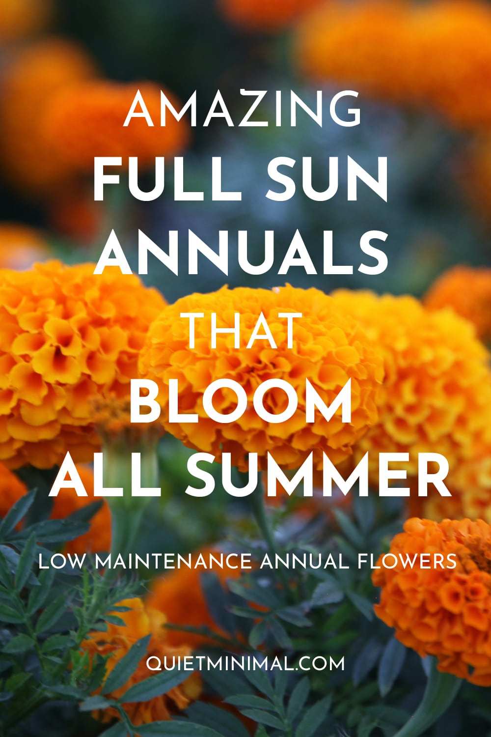 annuals that bloom all summer