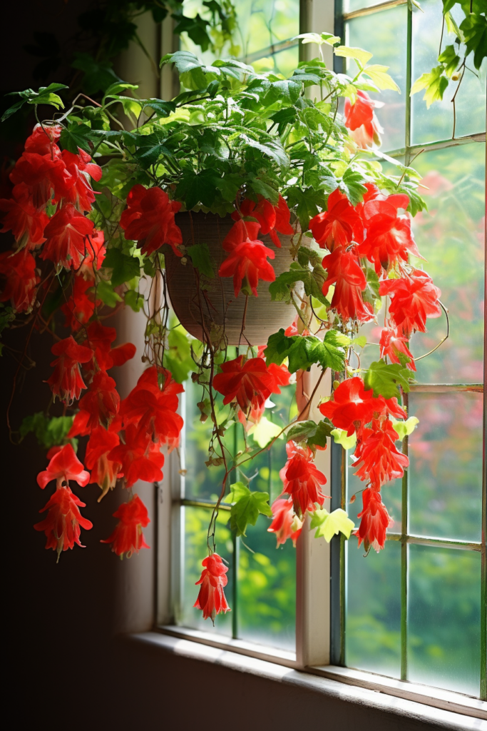 Red fuchsia plants hanging from a window sill.
