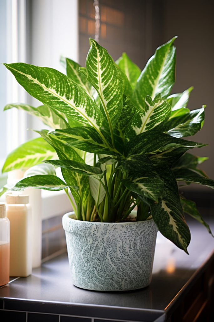 A low-light potted plant on a window sill.