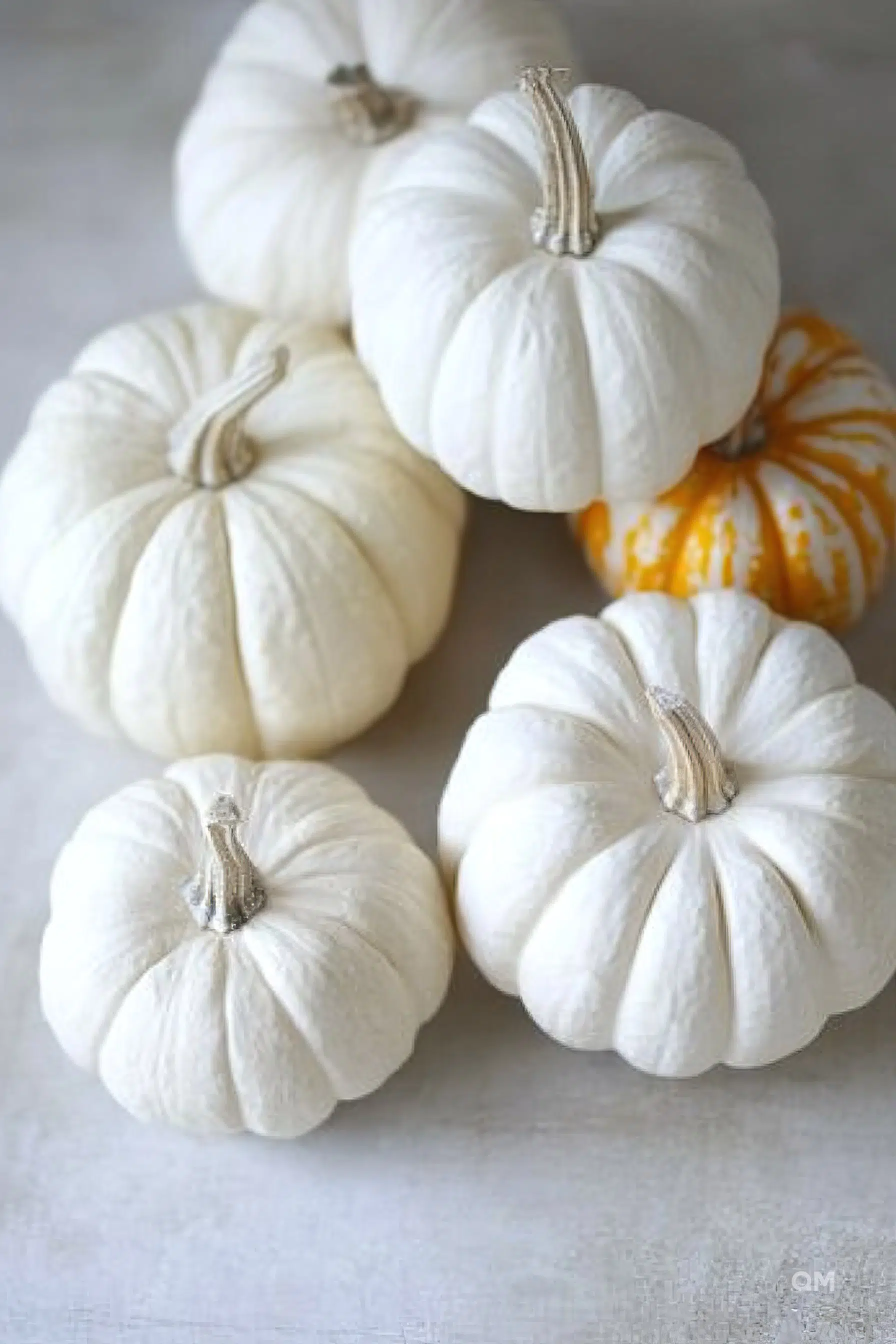 ALT: A group of white pumpkins arranged on a light gray surface, with one displaying yellow stripes.