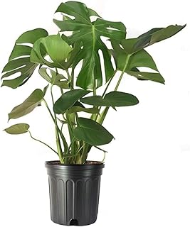 American Plant Exchange Monstera Deliciosa...