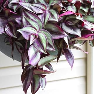 Purple Wandering Jew Live Plant...