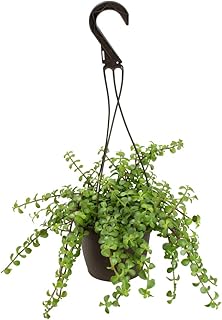 Trailing Elephant Bush Succulents, Hanging...