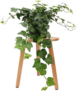 American Plant Exchange English Ivy...
