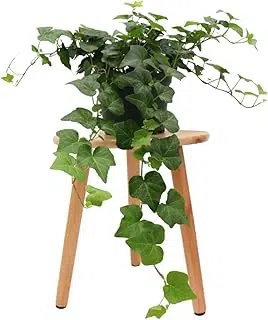 American Plant Exchange English Ivy...