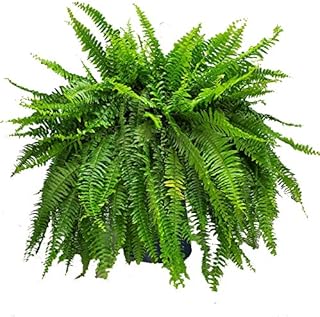 Live Boston Fern Hanging Basket...