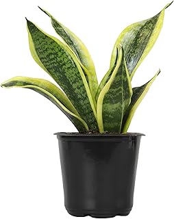 Altman Plants, Live Snake Plant,...