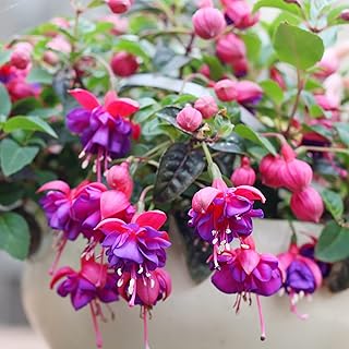 Fuchsia 'Dark Eyes' Seeds Stunning...