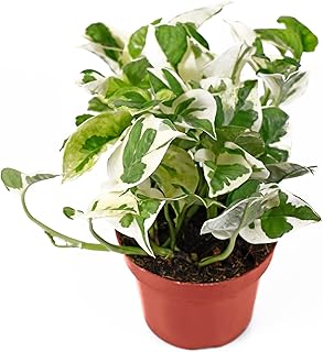 California Tropicals Pothos 'N Joy...