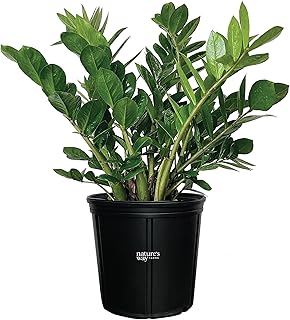 Nature’s Way Farms ZZ Plant,...
