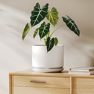 LE TAUCI Ceramic Pots for Plants, 8 Inch Plant Pot with Drainage Hole & Saucer, Modern Minimalist Planters for Indoor Plants, Round Flower Pot for Snake Plant, Monstera, Perfect for Home Decor, White