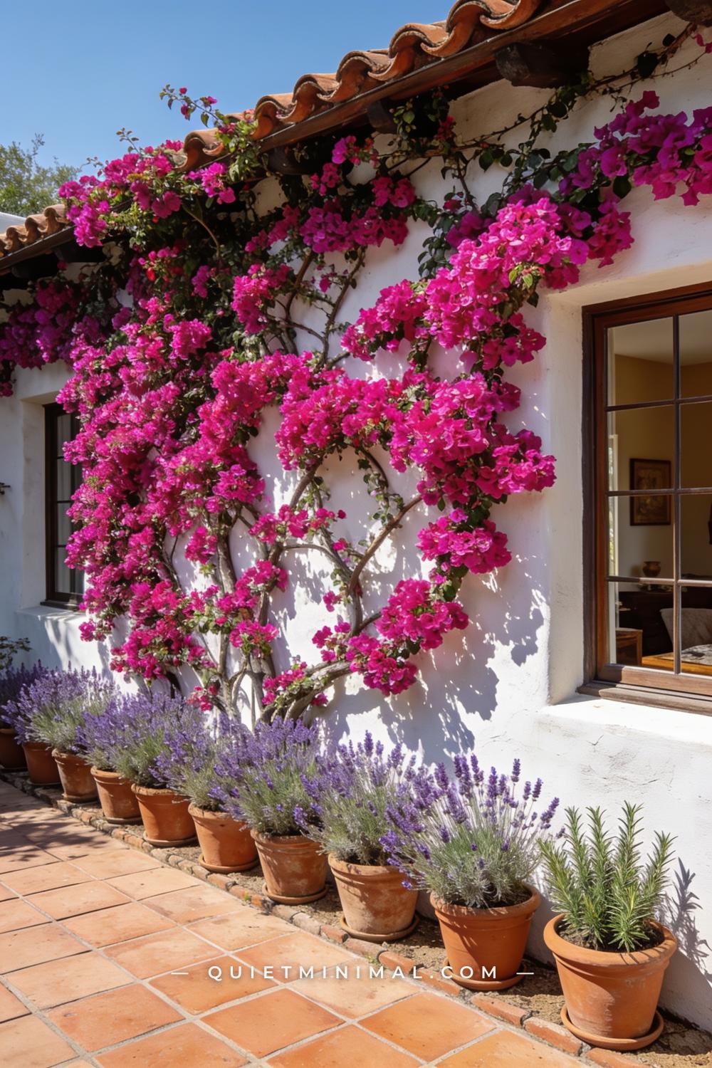 A wide-angle photograph of a Spanish Revival patio wall dramatically covered in bougainvillea in full magenta bloom